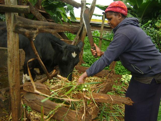 Borrower image